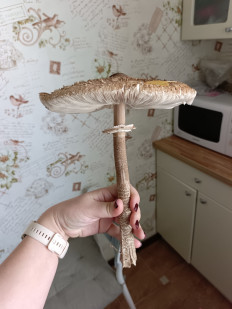 Зонтик пёстрый