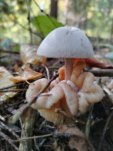 Volvariella surrecta - Вольвариелла паразитическая