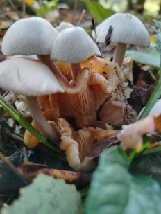 Volvariella surrecta - Вольвариелла паразитическая