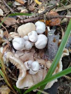 Volvariella surrecta - Вольвариелла паразитическая
