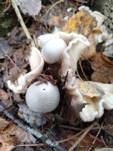 Volvariella surrecta - Вольвариелла паразитическая
