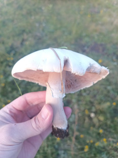 Гриб из Воронеж