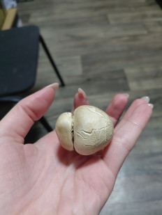 Гриб из Симферополь.