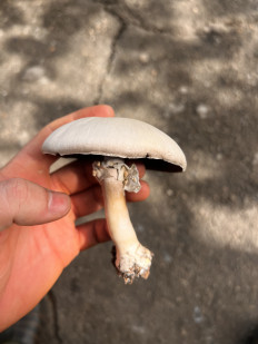 Гриб из Ставрополь
