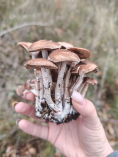 Гриб из Чермошное