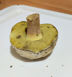 Боровик коренящийся