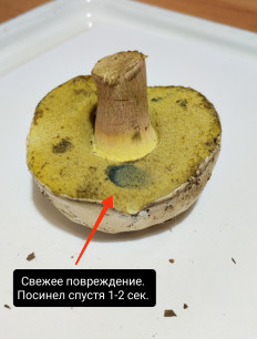 Боровик коренящийся