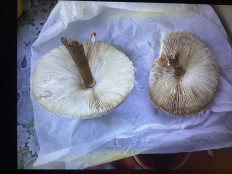 Гриб из Харьков