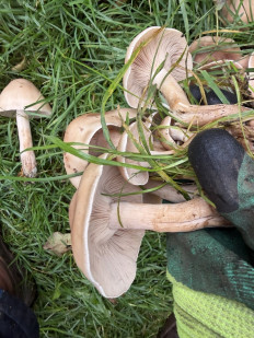 Гриб из Лен.область