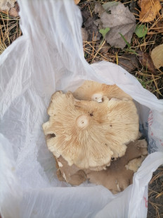 Гриб из Раменское