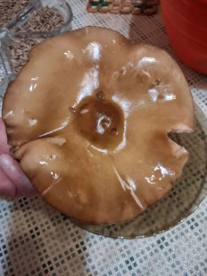 Гриб из Дубна