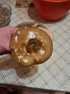 Гриб из Дубна