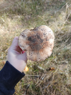 Гриб из Воронеж