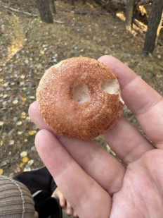 Волнушка розовая