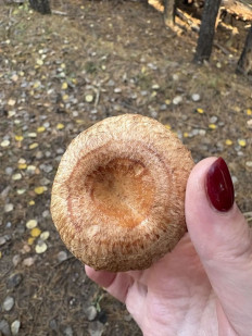 Волнушка розовая