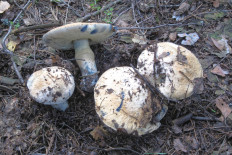 Gyroporus cyanescens - Гиропорус синеющий