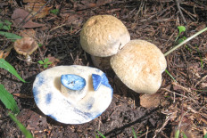 Gyroporus cyanescens - Гиропорус синеющий