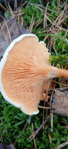 Hygrophoropsis aurantiaca - Лисичка ложная
