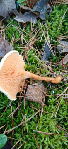 Hygrophoropsis aurantiaca - Лисичка ложная