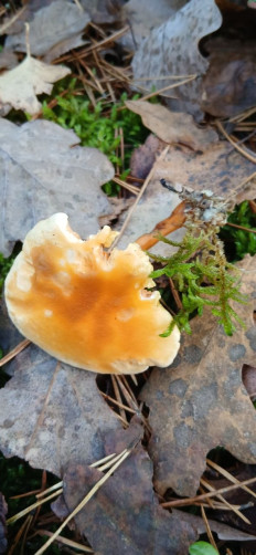 Hygrophoropsis aurantiaca - Лисичка ложная