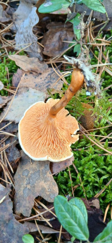 Hygrophoropsis aurantiaca - Лисичка ложная