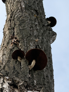 Pholiota populnea - Чешуйчатка разрушающая
