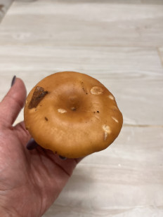 Гриб из Воронеж