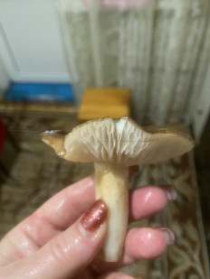 Гриб из Павлоград