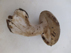 Гриб из Минск