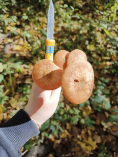 Гриб из Воронеж