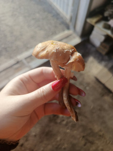 Гриб из Воронеж