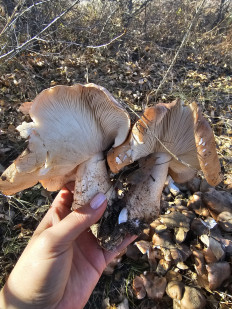 Гриб из Талдыкорган