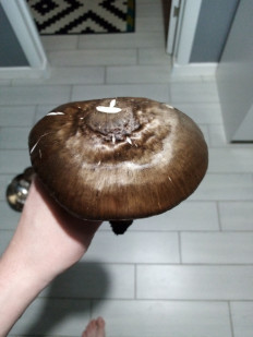 Гриб из Казань