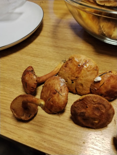 Гриб из Лейден