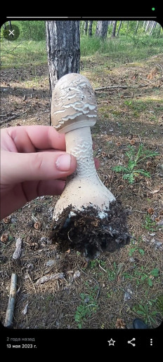 Гриб из Крым