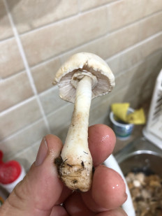 Гриб из Симферополь