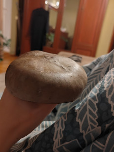 Гриб из Брест