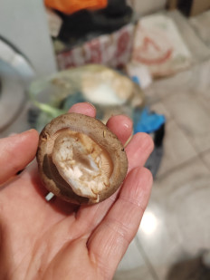 Гриб из Брест