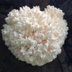 Hericium coralloides - Ежовик коралловидный