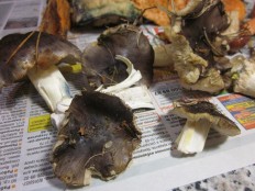 Tricholoma portentosum - Серушка
