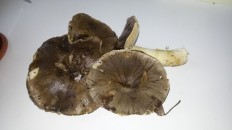 Tricholoma portentosum - Рядовка серая