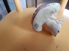 Boletus betulicola - Белый гриб берёзовый