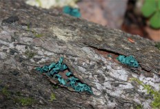 Chlorociboria aeruginosa - Хлороцибория сине-зеленая