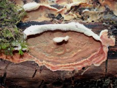 Phlebia tremellosa - Флебия дрожащая