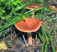 Lactarius subdulcis - Краснушка