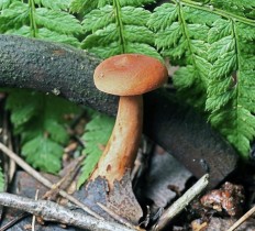 Lactarius subdulcis - Краснушка