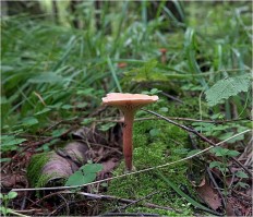 Lactarius subdulcis - Краснушка