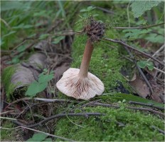 Lactarius subdulcis - Краснушка