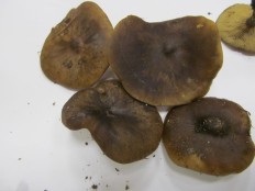 Melanoleuca melaleuca - Меланолеука черно-белая