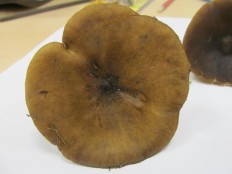 Melanoleuca melaleuca - Меланолеука черно-белая